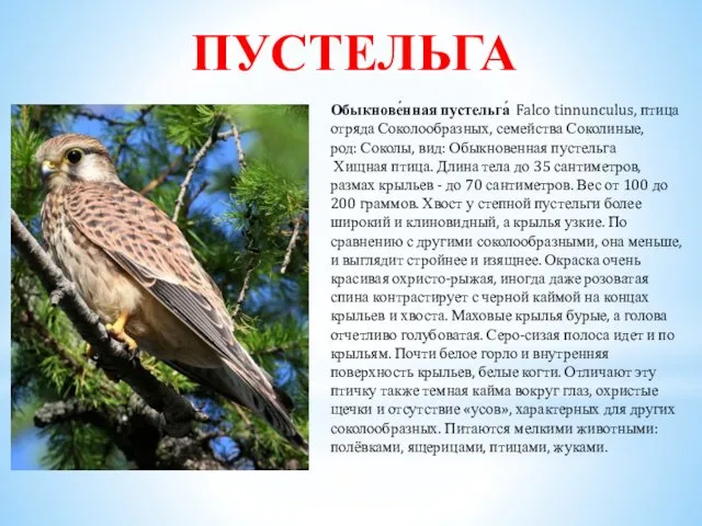 ПУСТЕЛЬГА Обыкнове́нная пустельга́ Falco tinnunculus, птица отряда Соколообразных, семейства Соколиные,