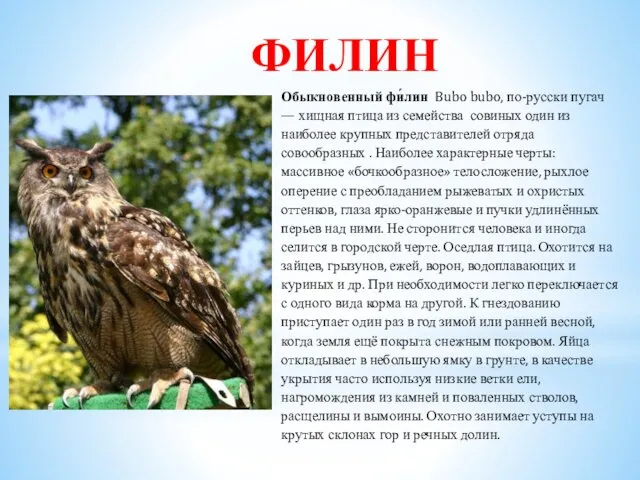 ФИЛИН Обыкновенный фи́лин Bubo bubo, по-русски пугач — хищная птица