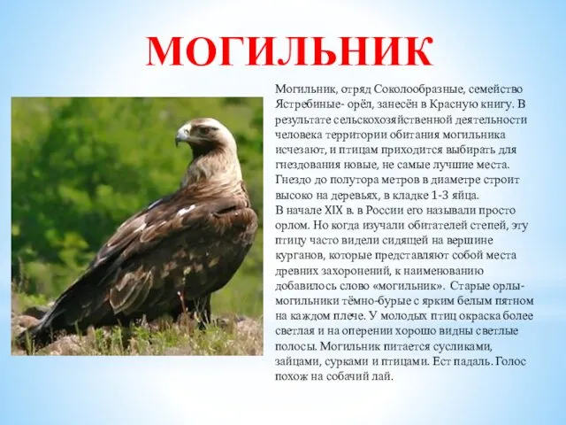 МОГИЛЬНИК Могильник, отряд Соколообразные, семейство Ястребиные- орёл, занесён в Красную