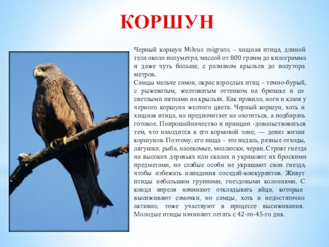 КОРШУН Черный коршун Milvus migrans – хищная птица, длиной тела