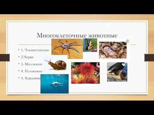 Многоклеточные животные 1. Членистоногие 2.Черви 3. Моллюски 4. Иглокожие 5. Хордовые