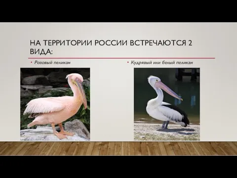 НА ТЕРРИТОРИИ РОССИИ ВСТРЕЧАЮТСЯ 2 ВИДА: Розовый пеликан Кудрявый или белый пеликан