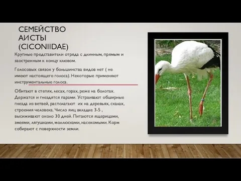 СЕМЕЙСТВО АИСТЫ (CICONIIDAE) Крупные представители отряда с длинным, прямым и