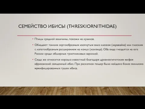 СЕМЕЙСТВО ИБИСЫ (THRESKIORNITHIDAE) Птицы средней величины, похожи на куликов. Обладают