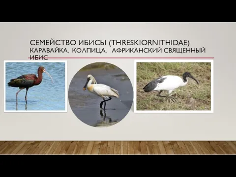 СЕМЕЙСТВО ИБИСЫ (THRESKIORNITHIDAE) КАРАВАЙКА, КОЛПИЦА, АФРИКАНСКИЙ СВЯЩЕННЫЙ ИБИС