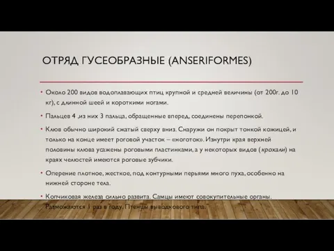 ОТРЯД ГУСЕОБРАЗНЫЕ (ANSERIFORMES) Около 200 видов водоплавающих птиц крупной и