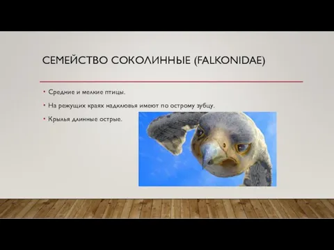 СЕМЕЙСТВО СОКОЛИННЫЕ (FALKONIDAE) Средние и мелкие птицы. На режущих краях