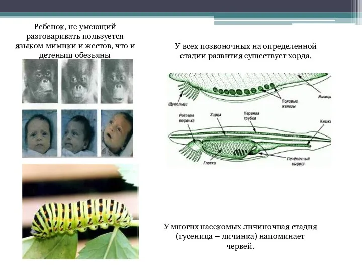 Ребенок, не умеющий разговаривать пользуется языком мимики и жестов, что и детеныш обезьяны