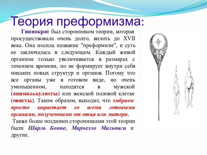 Теория преформизма: Гиппократ был сторонником теории, которая просуществовала очень долго,