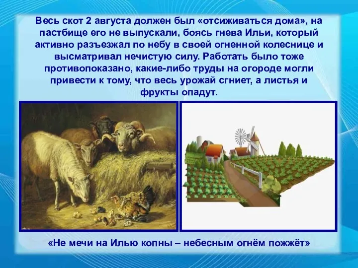 Весь скот 2 августа должен был «отсиживаться дома», на пастбище его не выпускали,