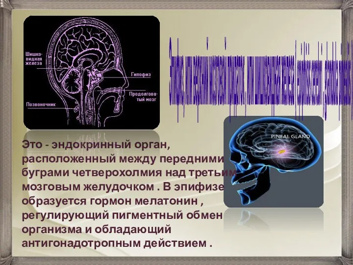 Эпифиз, или верхний мозговой придаток , или шишковидная железа ( epiphisis cerebri ,
