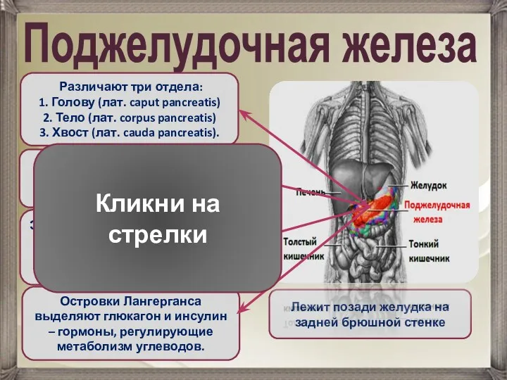 Поджелудочная железа Лежит позади желудка на задней брюшной стенке Различают три отдела: 1.