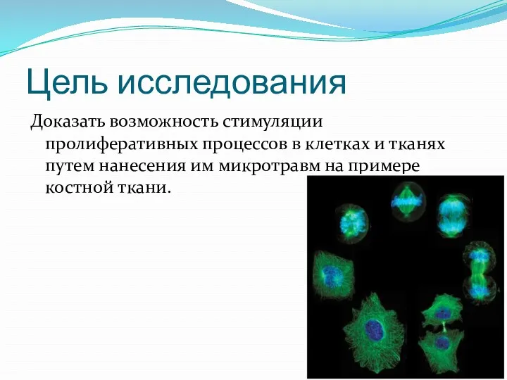 Цель исследования Доказать возможность стимуляции пролиферативных процессов в клетках и