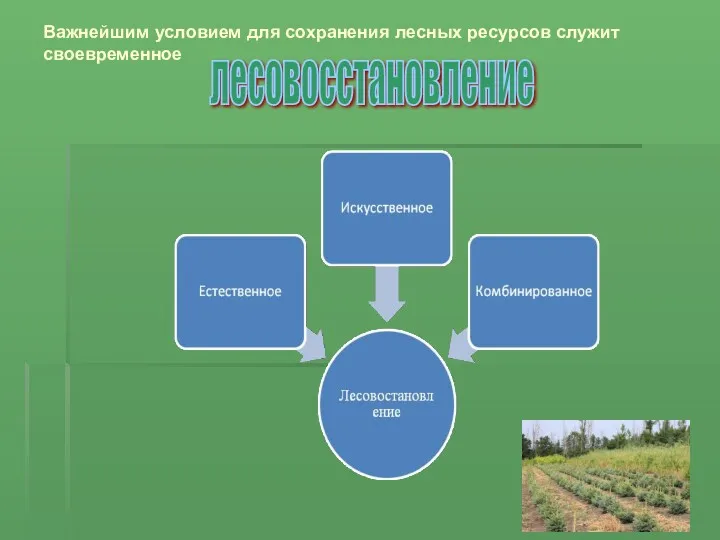 Важнейшим условием для сохранения лесных ресурсов служит своевременное лесовосстановление