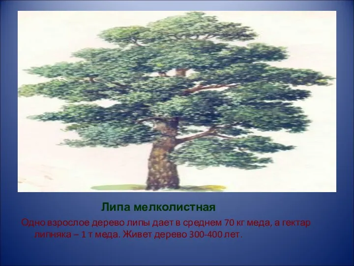 Липа мелколистная Одно взрослое дерево липы дает в среднем 70 кг меда, а