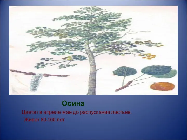 Осина Цветет в апреле-мае до распускания листьев. Живет 80-100 лет