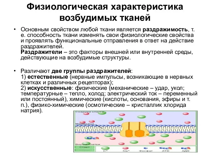 Физиологическая характеристика возбудимых тканей Основным свойством любой ткани является раздражимость,