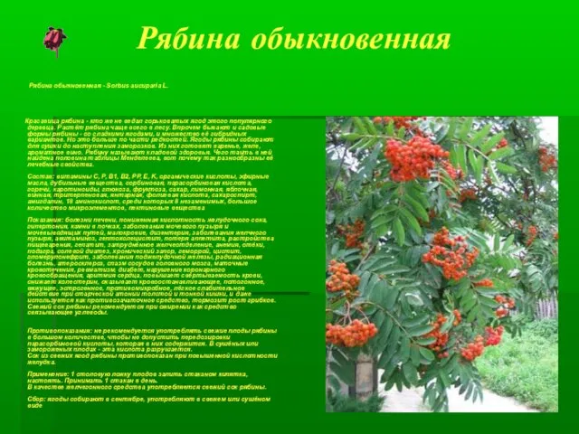 Рябина обыкновенная Рябина обыкновенная - Sorbus aucuparia L. Красавица рябина