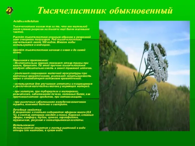 Тысячелистник обыкновенный Achillea millefolium Тысячелистник назван так за то, что