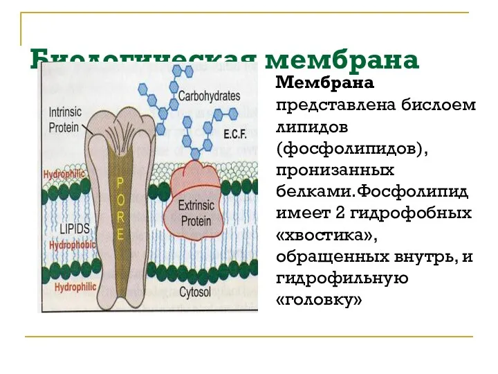 Биологическая мембрана Мембрана представлена бислоем липидов (фосфолипидов), пронизанных белками.Фосфолипид имеет