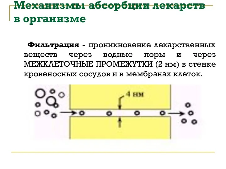 Механизмы абсорбции лекарств в организме Фильтрация - проникновение лекарственных веществ