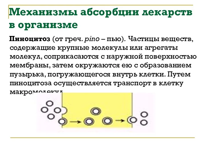 Механизмы абсорбции лекарств в организме Пиноцитоз (от греч. pino –