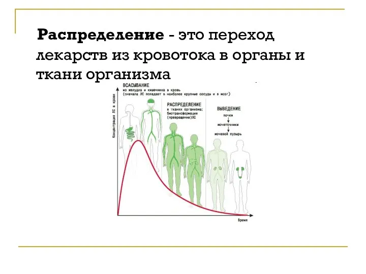 Распределение - это переход лекарств из кровотока в органы и ткани организма