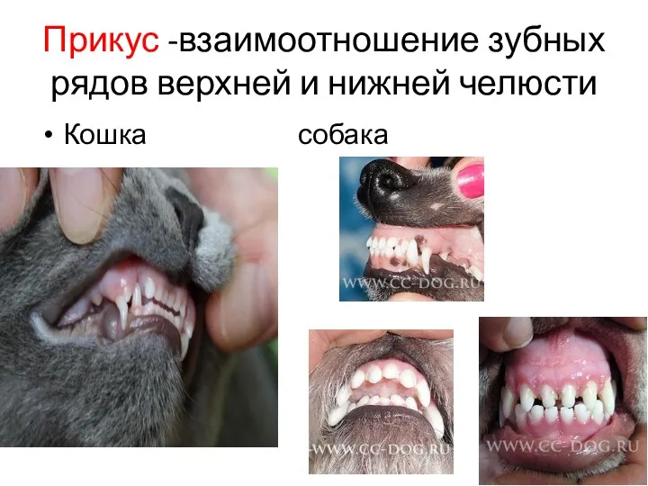 Прикус -взаимоотношение зубных рядов верхней и нижней челюсти Кошка собака