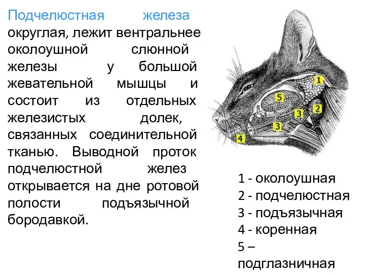 Подчелюстная железа округлая, лежит вентральнее околоушной слюнной железы у большой