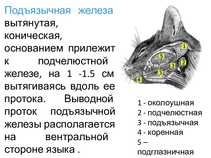 Подъязычная железа вытянутая, коническая, основанием прилежит к подчелюстной железе, на