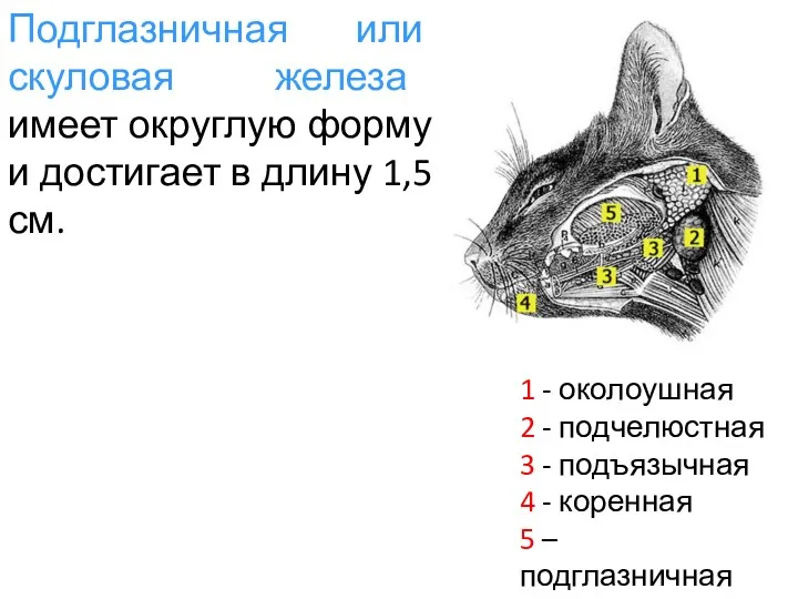 Подглазничная или скуловая железа имеет округлую форму и достигает в