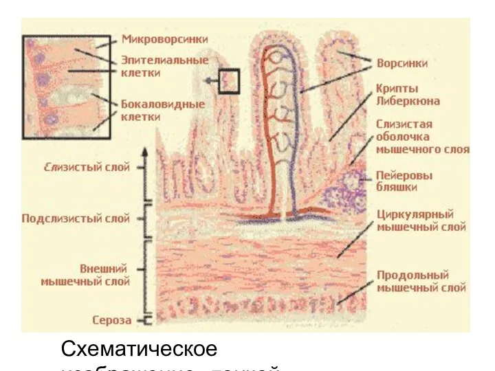 Схематическое изображение тонкой кишки