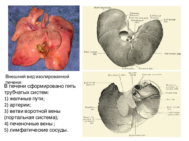 Внешний вид изолированной печени: В печени сформировано пять трубчатых систем: