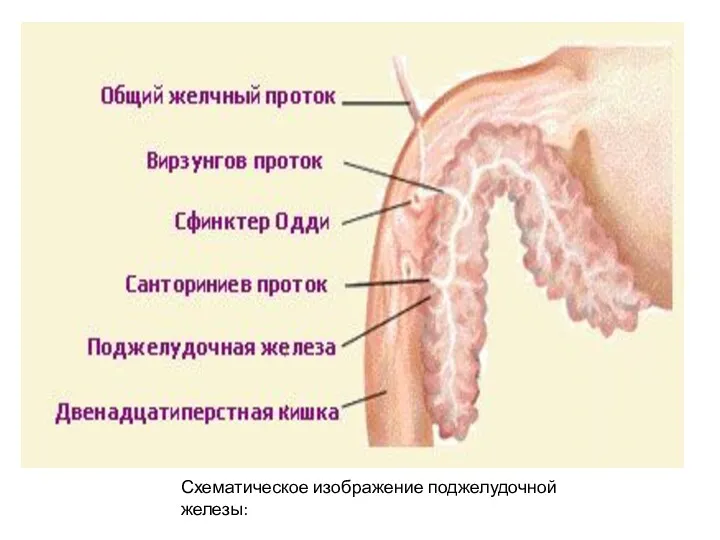 Схематическое изображение поджелудочной железы: