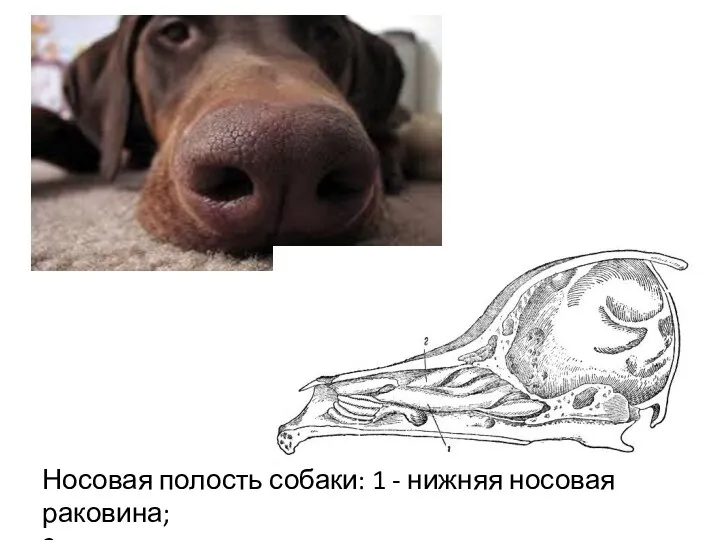 Носовая полость собаки: 1 - нижняя носовая раковина; 2 - верхняя носовая раковина