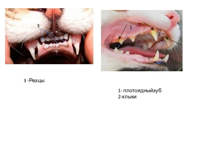 3 -Резцы 1 2 2 1- плотоядныйзуб 2-клыки 3