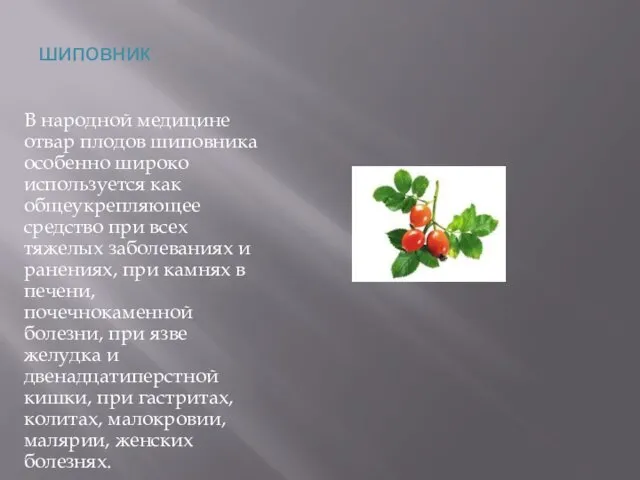 шиповник В народной медицине отвар плодов шиповника особенно широко используется