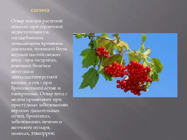 калина Отвар плодов растения показан при сердечной недостаточности, сердцебиении, повышенном