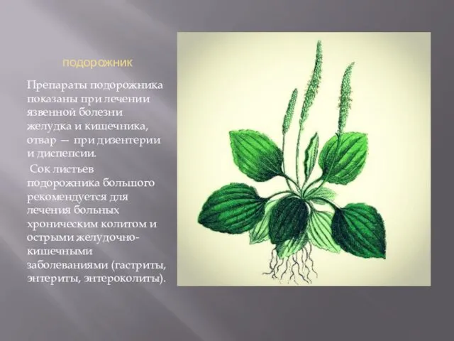 подорожник Препараты подорожника показаны при лечении язвенной болезни желудка и