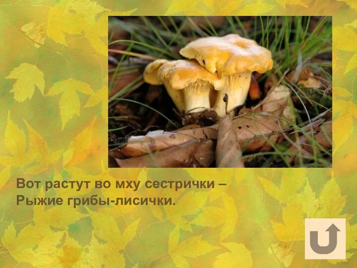 Вот растут во мху сестрички – Рыжие грибы-лисички.