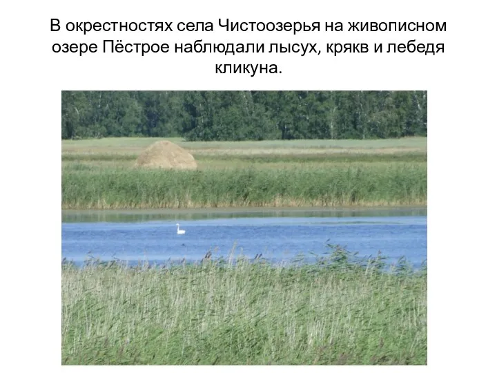 В окрестностях села Чистоозерья на живописном озере Пёстрое наблюдали лысух, крякв и лебедя кликуна.