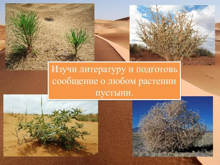 Изучи литературу и подготовь сообщение о любом растении пустыни.