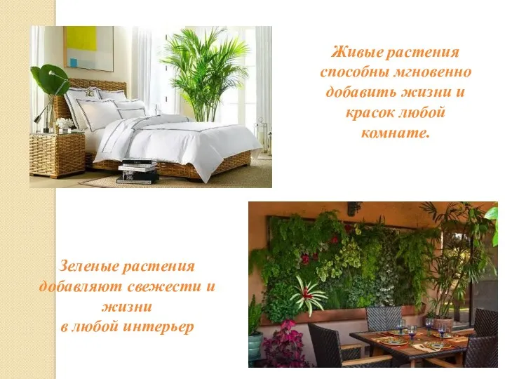 Живые растения способны мгновенно добавить жизни и красок любой комнате. Зеленые растения добавляют