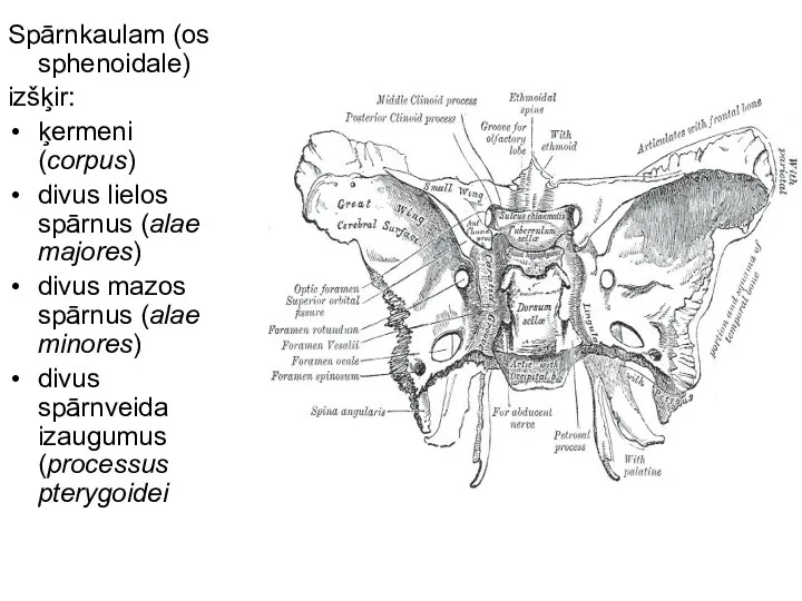 Spārnkaulam (os sphenoidale) izšķir: ķermeni (corpus) divus lielos spārnus (alae majores) divus mazos