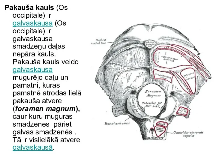 Pakauša kauls (Os occipitale) ir galvaskausa (Os occipitale) ir galvaskausa smadzeņu daļas nepāra