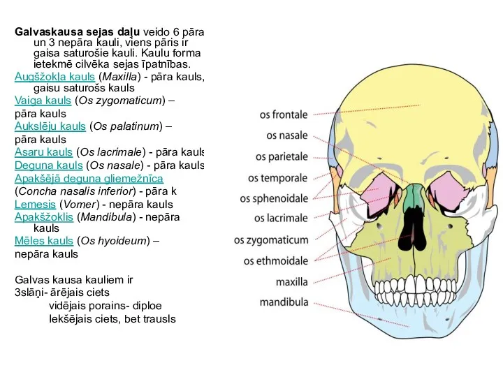 Galvaskausa sejas daļu veido 6 pāra un 3 nepāra kauli, viens pāris ir
