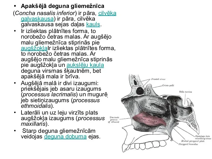 Apakšējā deguna gliemežnīca (Concha nasalis inferior) ir pāra, cilvēka galvaskausa) ir pāra, cilvēka