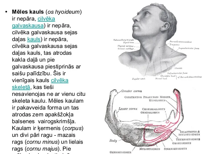 Mēles kauls (os hyoideum) ir nepāra, cilvēka galvaskausa) ir nepāra,