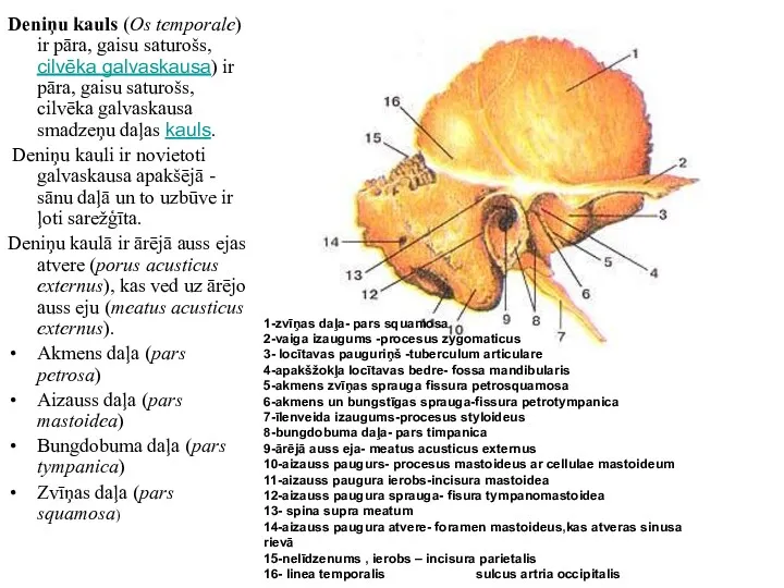Deniņu kauls (Os temporale) ir pāra, gaisu saturošs, cilvēka galvaskausa)