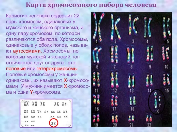 Карта хромосомного набора человека Кариотип человека содержит 22 пары хромосом,